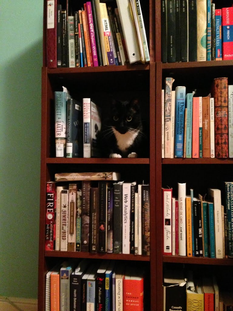 A black and white cat on a book shelf.